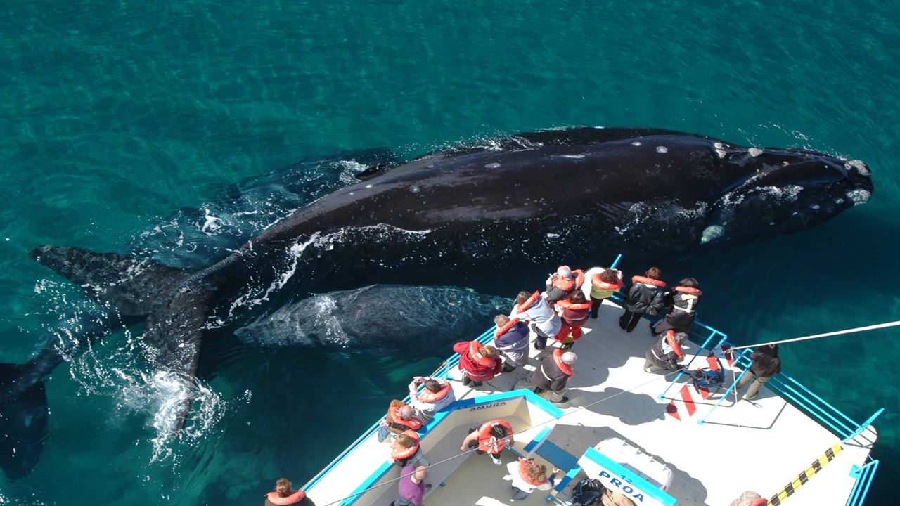 Observation Des Baleines