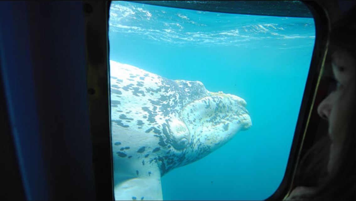 Observation Des Baleines Sous-marines
