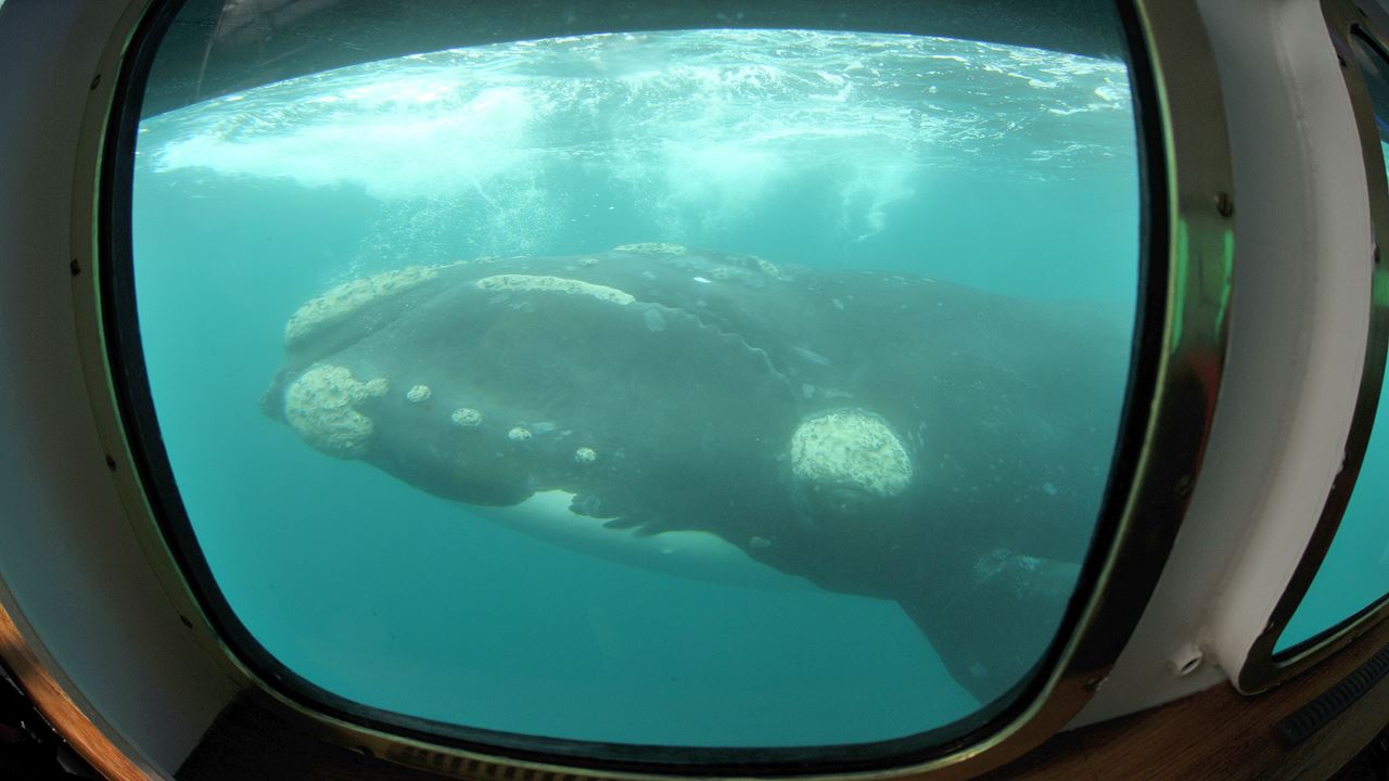 Observation Sous-marine Des Baleines